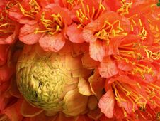 Free Delicate Patterns Of Exotic Brownea Grandiceps Flower Royalty Free Stock Photo - 128068925