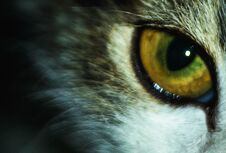 Insidious Predatory Feline Look. Pupil Of The Cat`s Eye Stock Photo