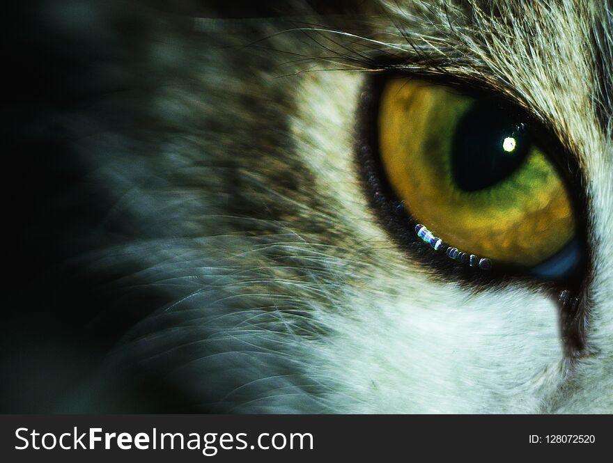 Insidious predatory feline look. Pupil of the cat`s eye