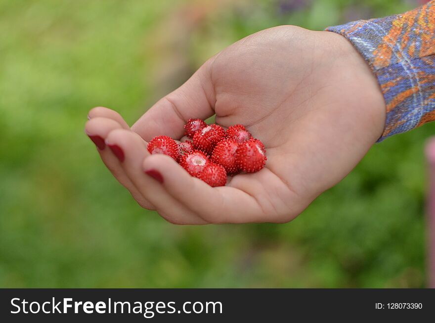 A handful of small wild strawberries.