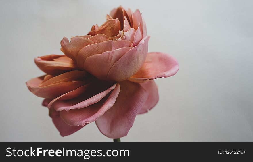 Beautiful Flower Leaf photo in