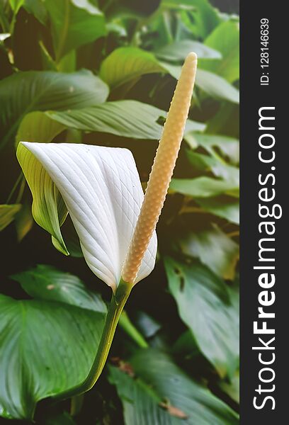 Beautiful Peace Lily with large single pollen.