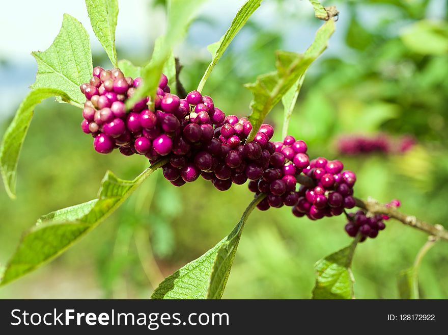 Plant with some purple berries on it. American beauty berry. Plant with some purple berries on it. American beauty berry