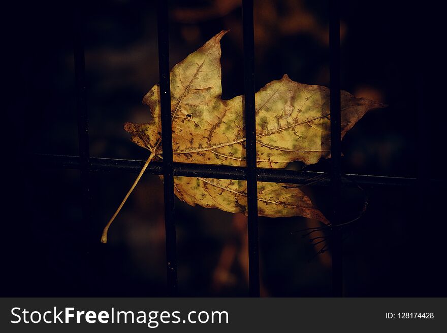 Autumn golden maple leaf on a metal fence