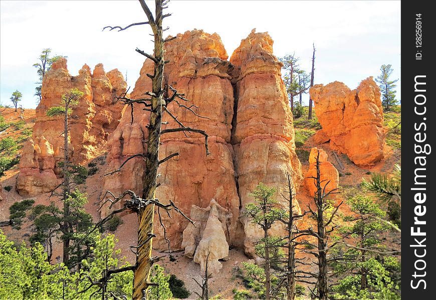 Rock, Tree, National Park, Canyon