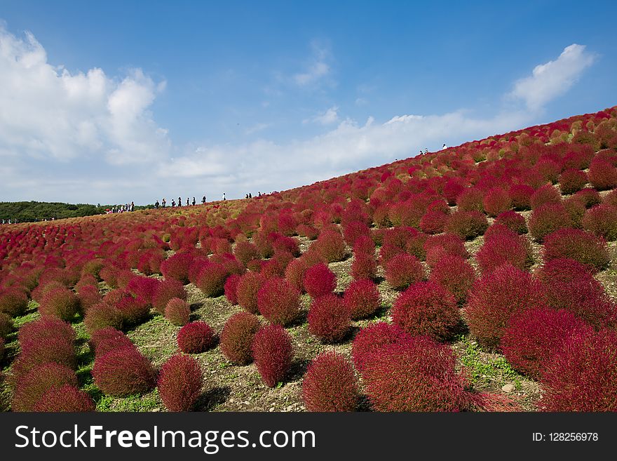 Sky, Vegetation, Flower, Leaf