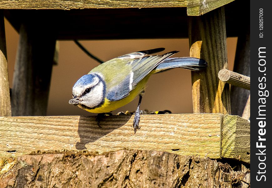 Bird, Fauna, Beak, Organism