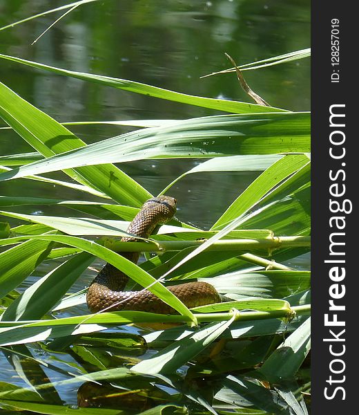 Vegetation, Leaf, Plant, Water