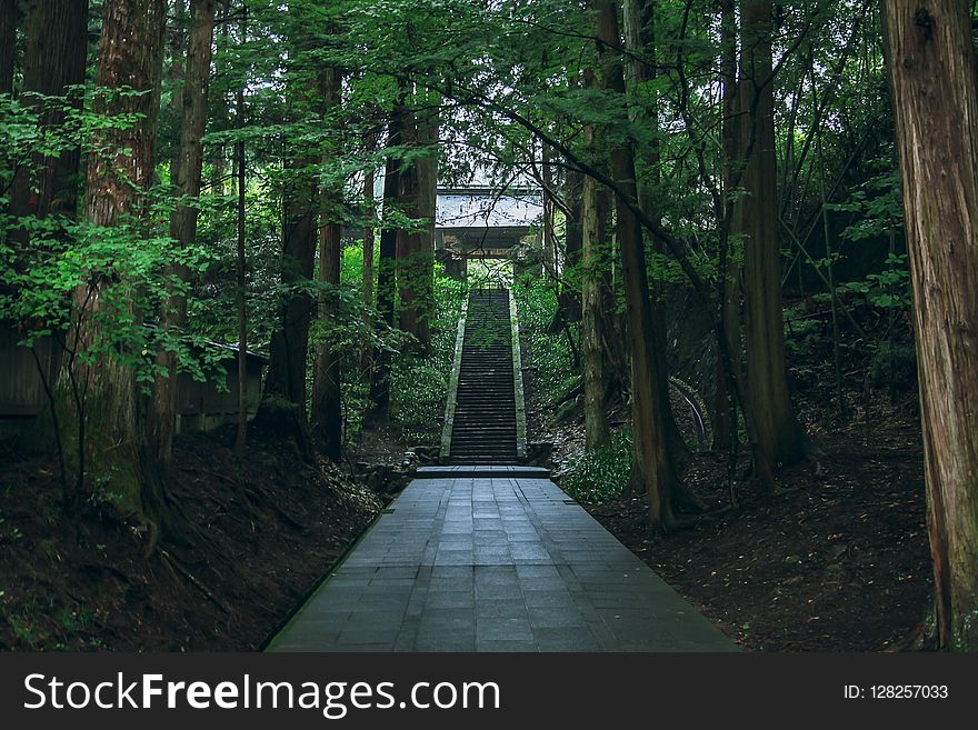 Nature, Green, Nature Reserve, Path