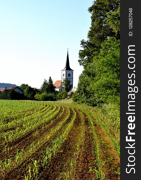 Sky, Field, Agriculture, Tree