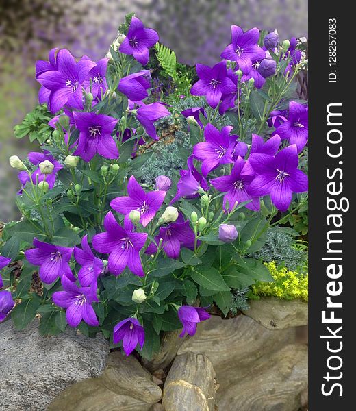 Flower, Plant, Flowering Plant, Purple