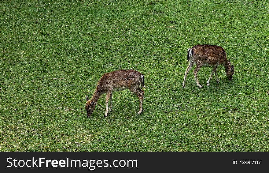 Wildlife, Fauna, Grassland, Deer