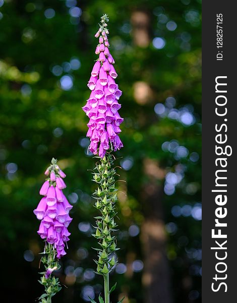 Flower, Plant, Flora, Digitalis