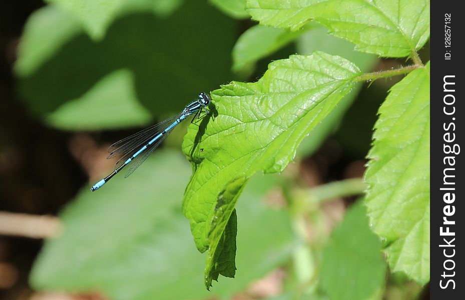 Insect, Damselfly, Leaf, Dragonflies And Damseflies