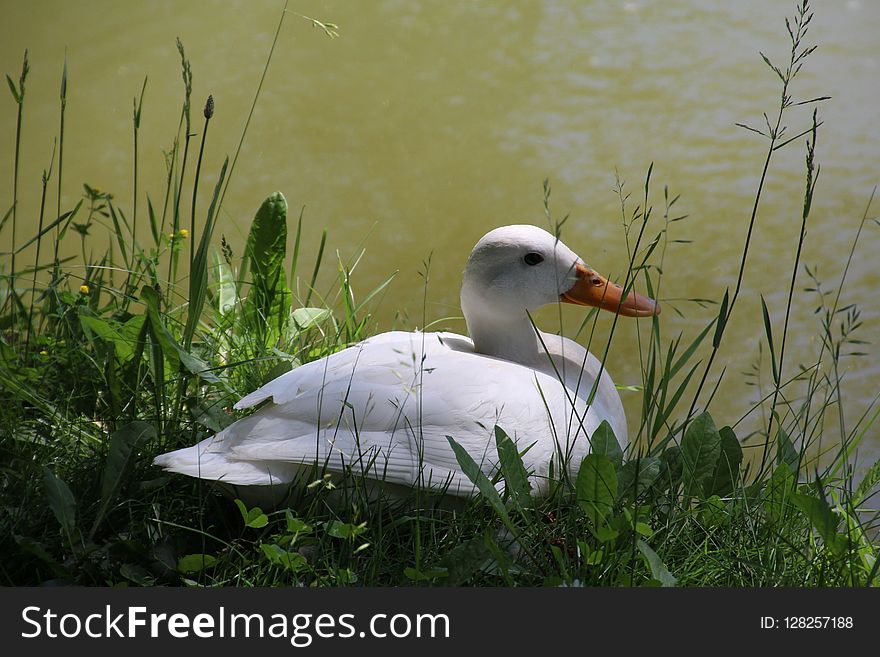 Bird, Water Bird, Fauna, Ecosystem