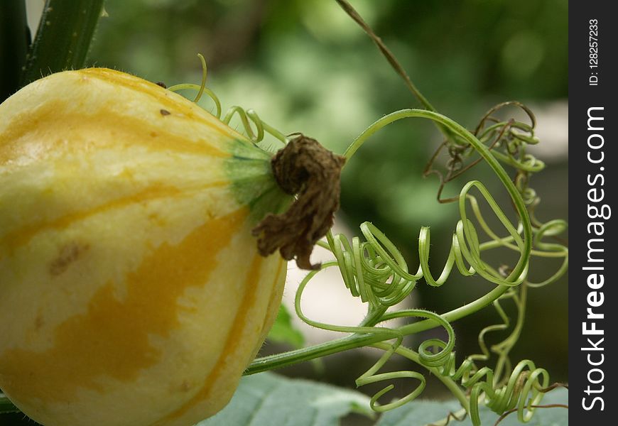 Insect, Cucumber Gourd And Melon Family, Fruit, Cucurbita