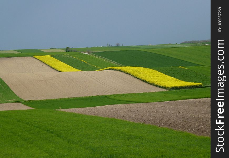 Field, Green, Grassland, Yellow