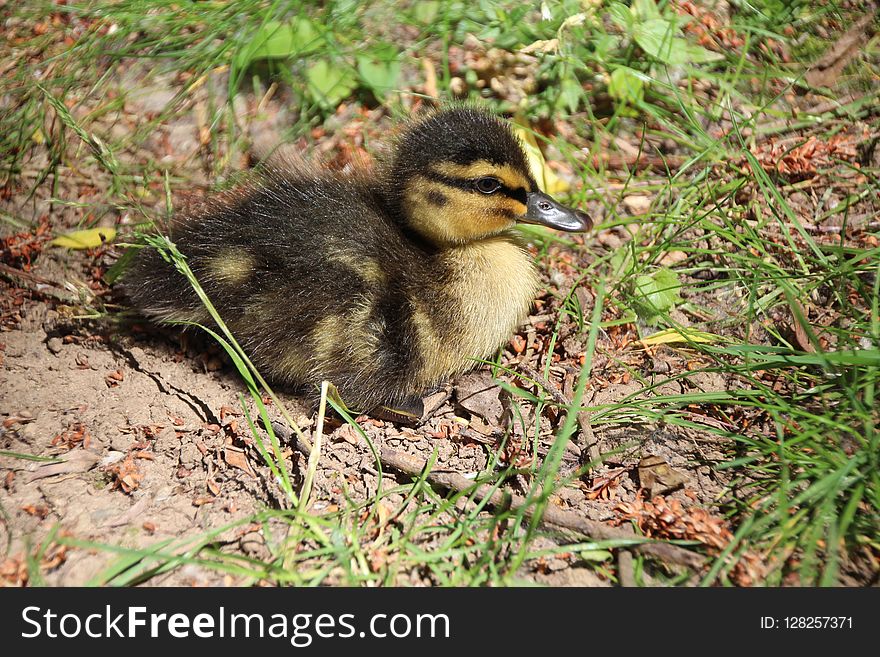 Bird, Duck, Fauna, Water Bird