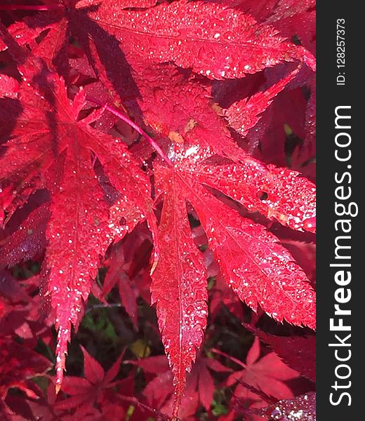 Red, Leaf, Autumn, Maple Leaf