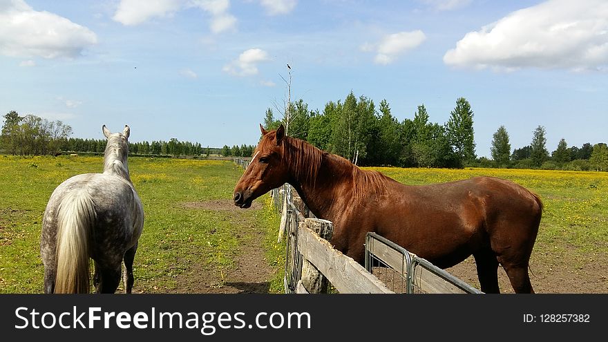 Horse, Pasture, Horse Like Mammal, Mare