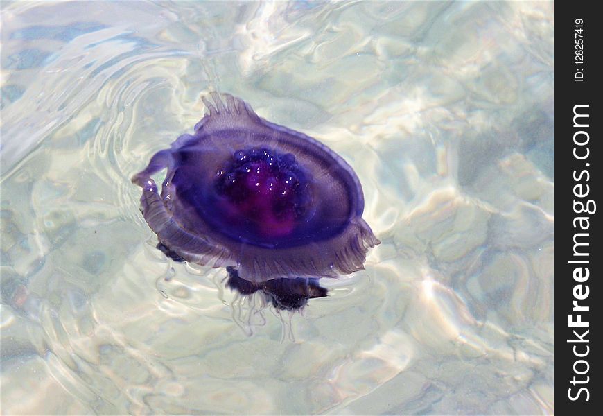 Water, Purple, Violet, Close Up