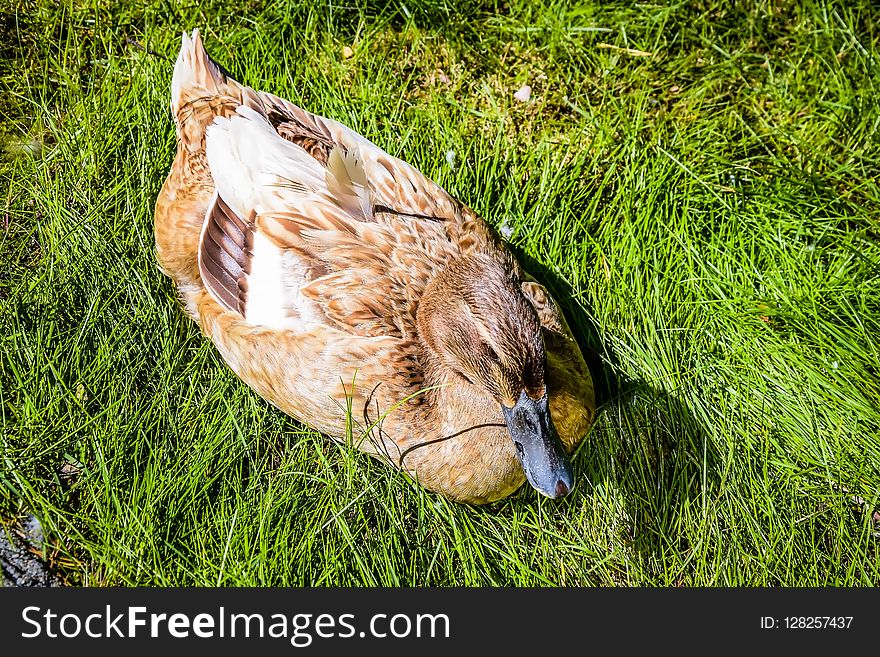 Bird, Fauna, Duck, Beak