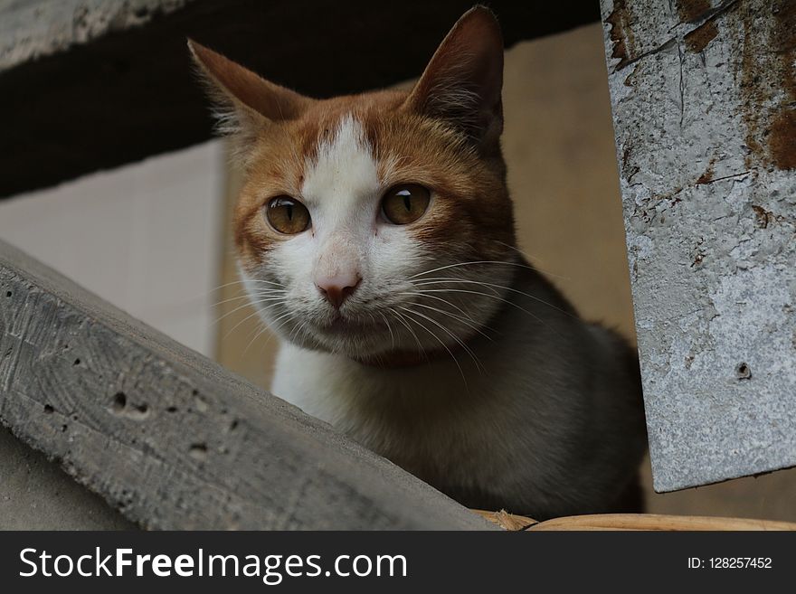 Cat, Whiskers, Small To Medium Sized Cats, Fauna