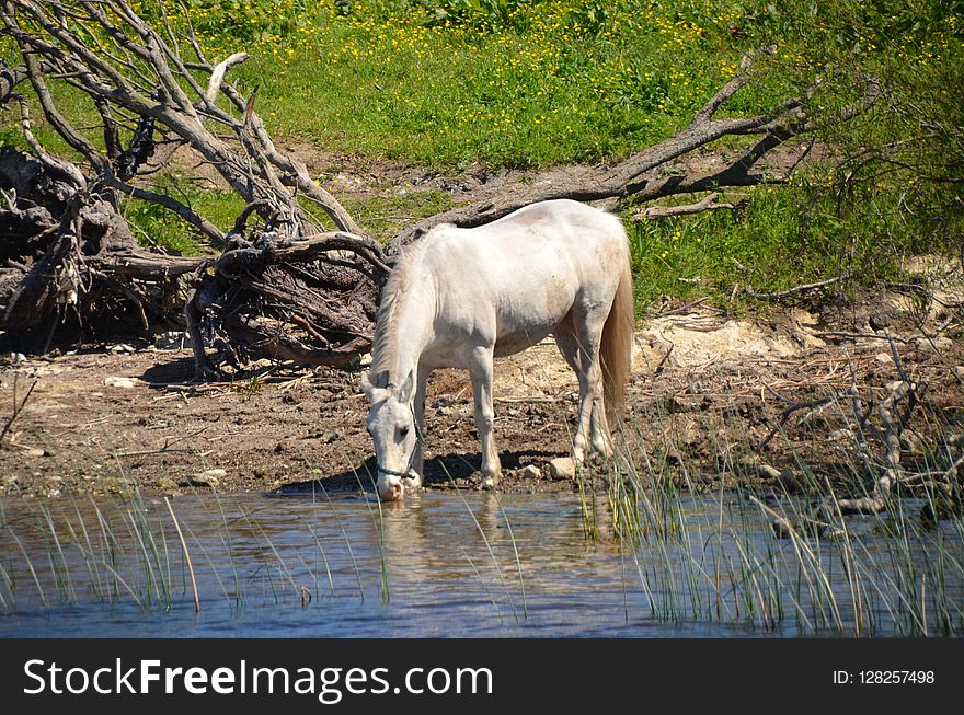 Wildlife, Fauna, Nature Reserve, Pasture