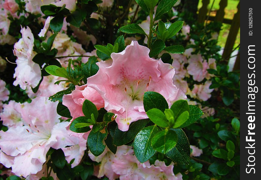 Flower, Pink, Plant, Woody Plant
