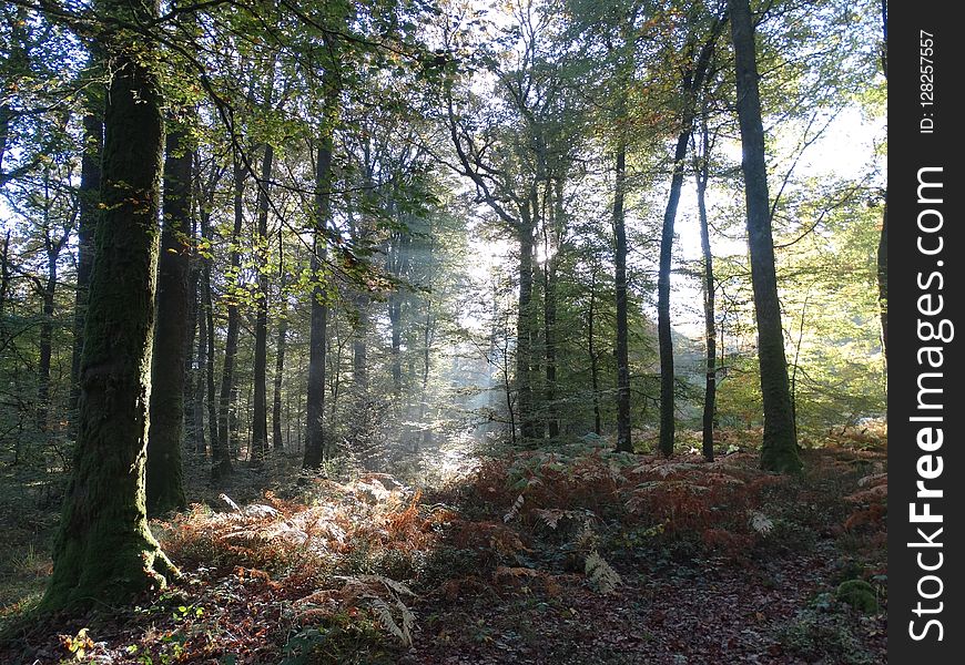 Woodland, Ecosystem, Forest, Temperate Broadleaf And Mixed Forest