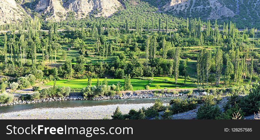 Nature, Wilderness, Vegetation, Nature Reserve