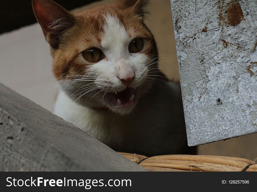 Cat, Whiskers, Small To Medium Sized Cats, Fauna