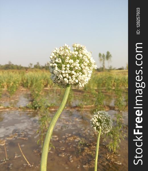 Plant, Flora, Flower, Spring