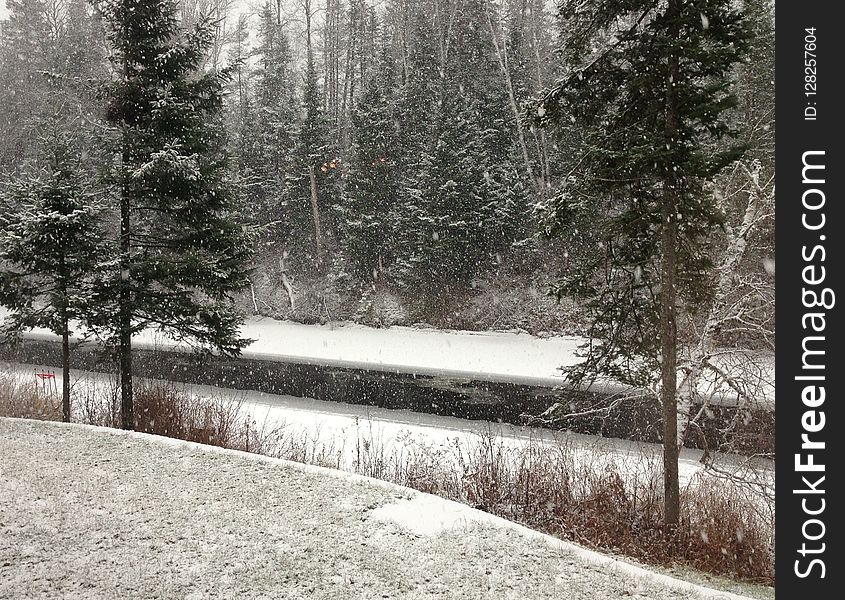 Snow, Winter, Tree, Freezing