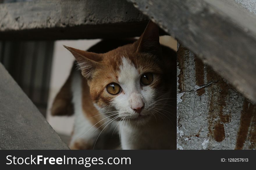 Cat, Fauna, Small To Medium Sized Cats, Whiskers