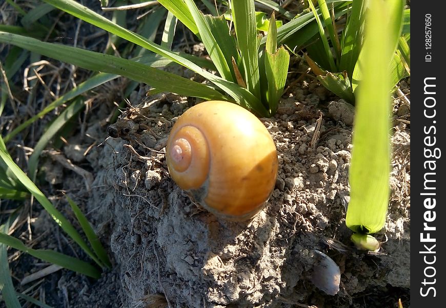 Snails And Slugs, Snail, Agaricomycetes, Soil
