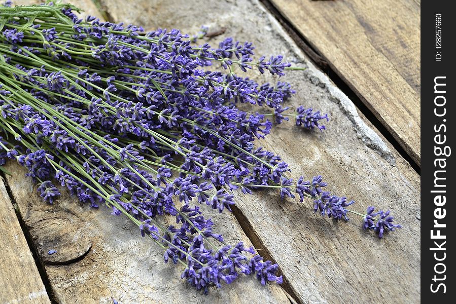Lavender, Flower, English Lavender, Purple