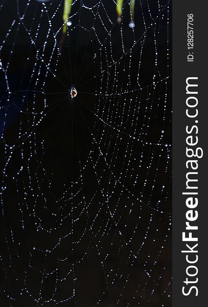 Black, Spider Web, Water, Light