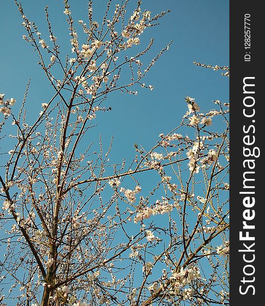 Branch, Sky, Blossom, Tree