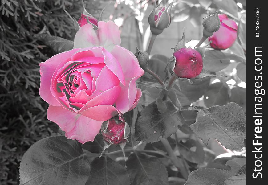 Rose, Flower, Rose Family, Pink