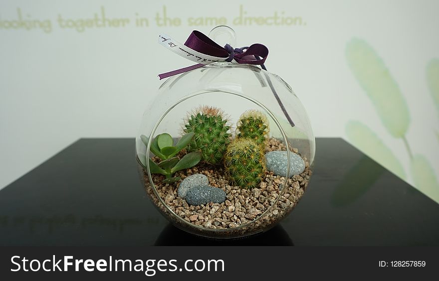 Plant, Flowerpot, Cactus, Vase