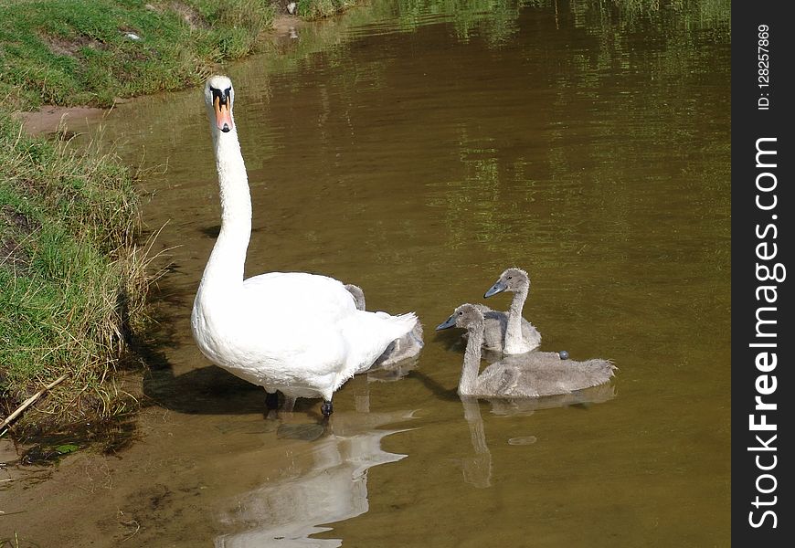 Swan, Bird, Water Bird, Ducks Geese And Swans