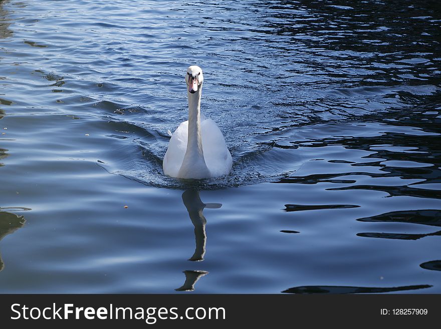 Water, Bird, Swan, Water Bird