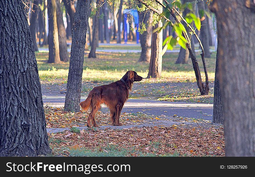 Dog, Tree, Dog Like Mammal, Mammal
