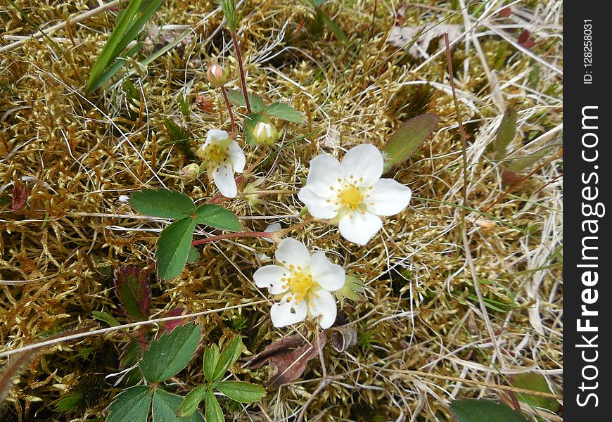 Flora, Plant, Flower, Flowering Plant