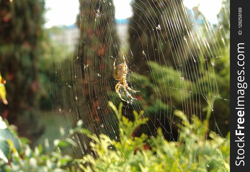 Spider Web, Vegetation, Grass, Water