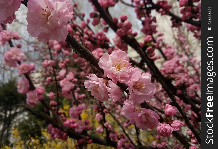 Blossom, Pink, Spring, Cherry Blossom