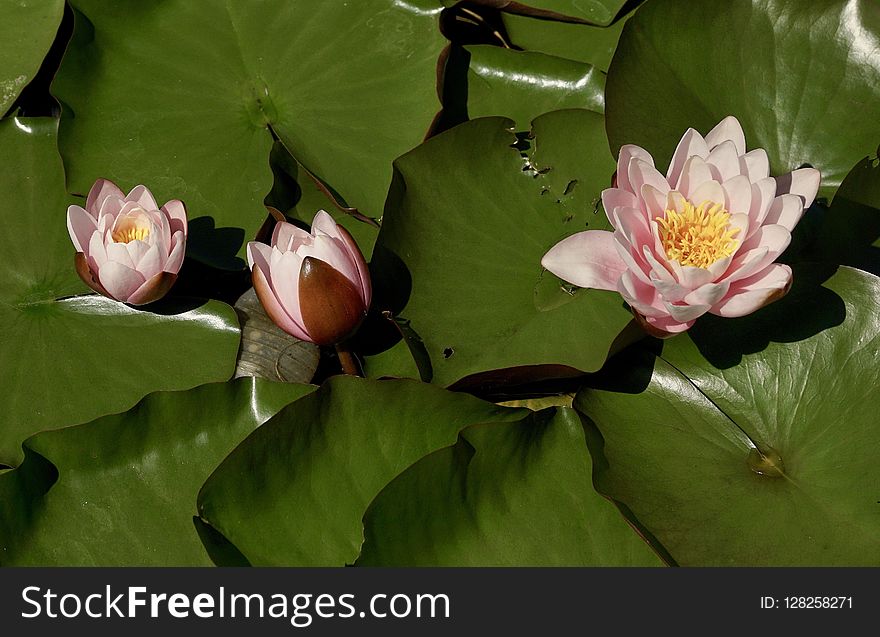 Flower, Plant, Sacred Lotus, Aquatic Plant