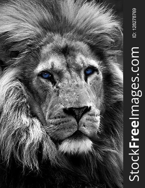 Lion from Dartmoor Zoo. Black and white portrait. Lion from Dartmoor Zoo. Black and white portrait.