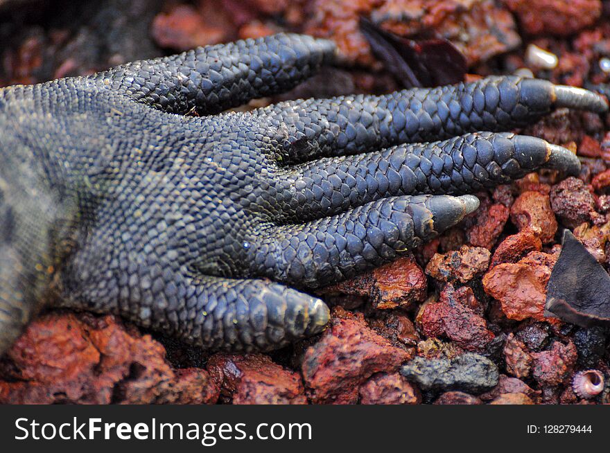 A close up of an iguana foot on the island of San Cristobal, Galapagos, Ecuador. A close up of an iguana foot on the island of San Cristobal, Galapagos, Ecuador